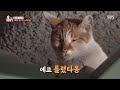 갑자기 나타난 수상한 불청객 골프장 천장 위 고양이 tv동물농장 animalfarm sbsstory