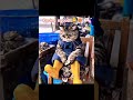 kucing ngomel#cat#comedy#hiburan#cute#funny#shorts#viral#trending#memes#humor#viralvideo#catlover#yt