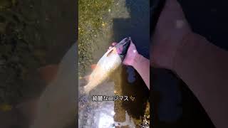 糸鳴り～　　　　　　　#釣り#フィッシング#fishing#ヤマメ#秩父#荒川#鮎#渓流#YouTube#youtubeshorts #動画#リリース