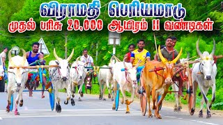 சிவகங்கை மாவட்டம் விராமதி பெரியமாடு-03.09.2023