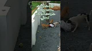 ഇപ്പോൾ നാട്ടിൽ മനുഷ്യരേക്കാൾ കൂടുതൽ നയയും പന്നികളുമാണ്