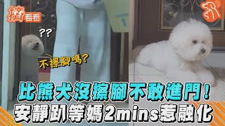 比熊犬沒擦腳不敢進門！安靜趴等媽2mins惹融化｜TVBS新聞｜擠看看