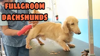 happily Dog Full Grooming Dachshund