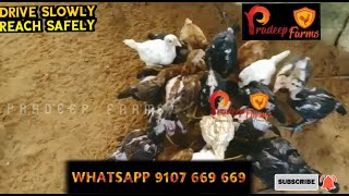 Peru Cross and Double Cross 3 Months Chicks || Whatsapp only 9107 669 669 || See Description