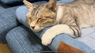 飼い主あるある、猫のかわいい寝方・座り方