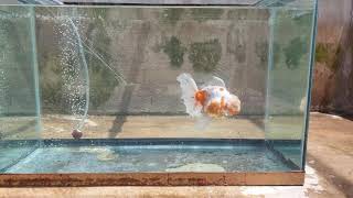 ปลาทองฮอลันดา(ซากุระ) Orandagoldfish Begin Goldfish Farm