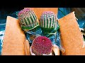 The Arizona Rainbow Hedgehog Cactus (Echinocereus rigidissimus) | Cold Hardy Cactus