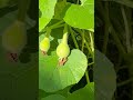 birdhouse gourd or bottle gourd gourds gardening