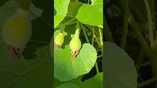 Birdhouse gourd or bottle gourd? #gourds #gardening