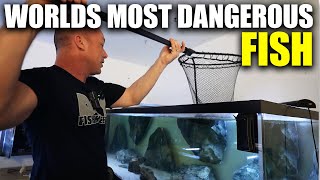 MOVING THE WORLD'S MOST DANGEROUS FISH TO FINAL HOME! Electric Eel -The king of DIY Aquarium gallery