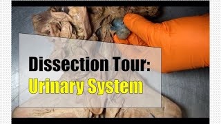 Dissection Tour: Urinary System