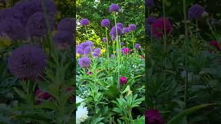 Giant allium | Allium giganteum