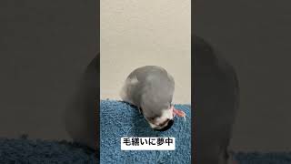 毛繕いに夢中な文鳥あずき☆Java Sparrow Azuki.