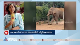 പാലക്കാട് ജനവാസ മേഖലയിലിറങ്ങി ചില്ലിക്കൊമ്പൻ | Chillikomban | Palakkad