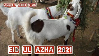 Eid UL Azha 2021|Qurbani ka Janwar|Angel's Shiny Star
