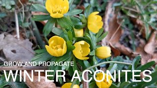 Winter Aconites