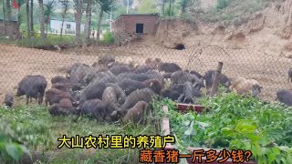 山西忻州偏关农村荒废百亩地养殖藏香猪，比去年居然降价了，看看多少钱