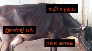 கன்று ஈன்று ஒரு வாரம் ஆன மாடு விற்பனைக்கு ... 🐄😍