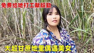 大超误以为美女在甘蔗地里干“坏事”，可把美女气坏了，立马免费打工让她消气【大超走四方】