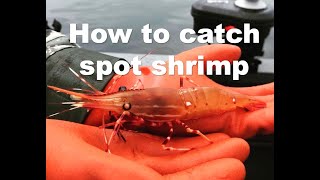 How to CATCH spot shrimp - ULTIMATE Guide!