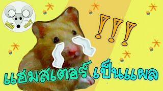 แฮมสเตอร์เป็นแผล ทำไงดี??? | hamster | พี่มีน min story