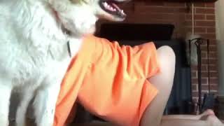 Dog Sits on Owner Trying To Do Yoga