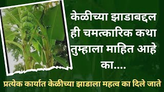 #मंगलकार्यामध्ये #केळीच्या झाडाला  #महत्त्व का आहे / Importance of BANANA tree in festive occasion