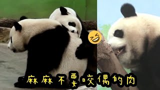 圓寶躺在圓圓面前想撒嬌，被圓圓咬了🤣……|熊貓貓熊The Giant Panda Yuan Yuan and Yuan Bao|台北市立動物園