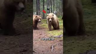 Encuentro con un OSO GRIZZLY #historias #curiosidades #épico #viral