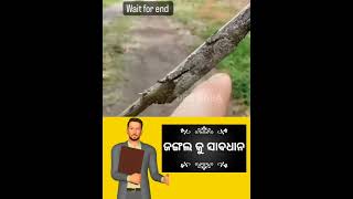 ଜଙ୍ଗଲ ରେ ସାବଧାନ || ଓଡ଼ିଆ viral trending short mini video