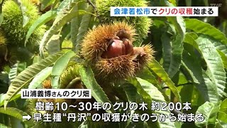 福島県会津若松市でクリの収穫始まる