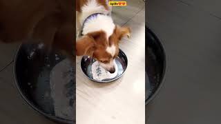 இவர்களின் உடம்பு சூடு தணியதேங்காய் தயிர் டிரிங்😋😋#doglovers #momloveanimal #splifestyle ❤️❤️