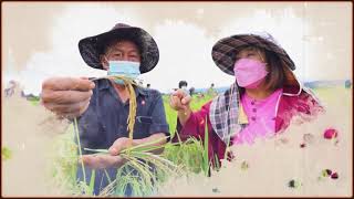 โครงการเชื่อมโยงตลาดข้าวระหว่างผู้ใช้เมล็ดพันธุ์คุณภาพดีกับผู้ประกอบการโรงสีข้าวในพื