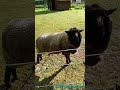 ചെമ്മരിയാട്🐑 the_sheep shorts naturelovers deutschland kerala sheep sheepfarming summertime