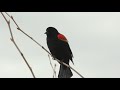 mondaymeditation red winged blackbird singing in the ramble