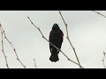 mondaymeditation red winged blackbird singing in the ramble