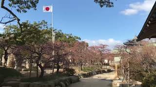 防府天満宮梅の開花状況【令和4年2月4週目】