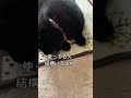 【毛玉ボールは要注意】 猫動画 黒猫 shorts おすすめ