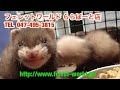 生後約2か月半過ぎの赤ちゃんマーシャルフェレットです♪　フェレットワールドららぽーとtokyo bay店