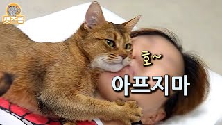 집사를 💯신뢰하는 고양이와 아픈 집사가 자면 생기는 일 | 고양이가 아니고 강아지???