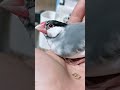 たまにしか握れない文鳥