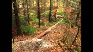 Kuusen kaato ensiharvennuksella / Felling spruce in first thinning at Finland