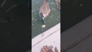 DUCKS AND GEESE #handfeeding #duck #animals #freemind #comfort #beyourself #mulamakker #music #goose