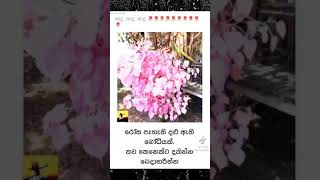 රෝස පැහැති බෝධි වෘක්ෂයක්  ශෙයා කරන්න