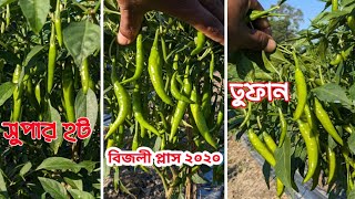 এখন ইচ্ছা আপনার !!  কোন জাতের মরিচ চাষ করবেন  #seedbazar