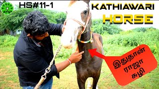 குதிரை வாங்குறதுக்கு முன்னாடி இதெல்லாம் பாருங்க!!! l Kathiawar Horse l HS #11-1 l