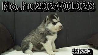 シベリアンハスキーの子犬販売 No.hu202401023 静岡県浜松市のブリーダー 2024年1月2日生 1月31日現在