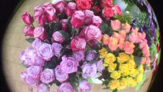 Promoción especial rosas de colores