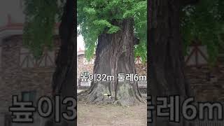 530년된 은행나무