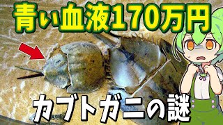 医学界に革命をもたらす青い血を持つカブトガニの謎【ずんだもん解説】